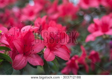 Azalea Flowers. Pink Azalea