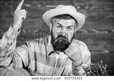 Pepper Harvest Concept. Bearded Farmer Hold Chilli Red Pepper. Farmer Angry Hot Chilli Pepper Wooden
