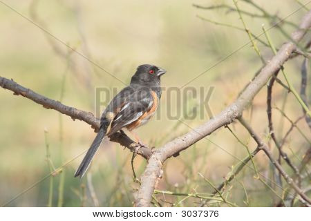 Østlige Towhee (Pipilo Erythrophthalmus)