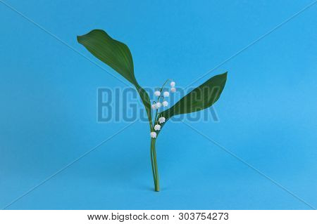 Lily Of The Valley On A Blue Background. Art Surrealism And Minimalism Concept. Holiday Of Lilies Of