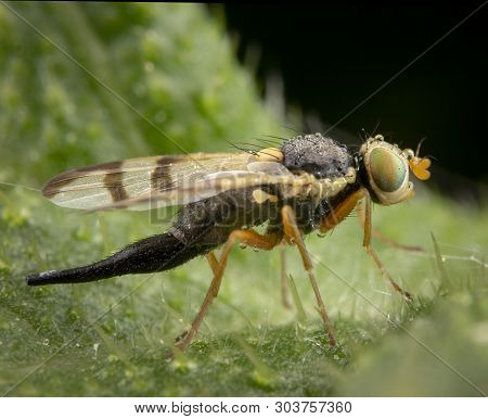 Urophora Stylata Female Posing On Green Leaf Black Background