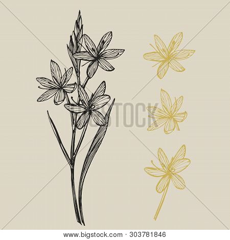 Kafir Lilies Flowers. Collection Of Hand Drawn Flowers And Plants. Botany. Set. Vintage Flowers. Bla