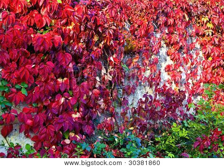 Enredadera de Virginia en la pared en otoño