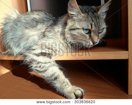 The Cat Lies On The Computer Desk