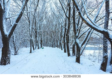 Winter's Tale, Lovely Winter Scenery, Winter Park in Snow, Whitened Spruce Branch with a Snowy Forest in the Background, Snow-Covered Trees in the City Park, Snowing, Winter Park Background