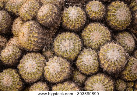 Close Up Cactus Thorns In Pan De Azucar National Park In Chile