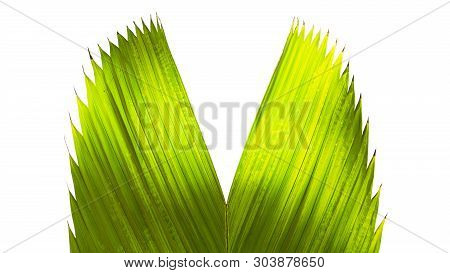 Palm Tree Leave And Green Nature Concept - Close Up Under Green Palm Tree Leave In Garden And Copy S