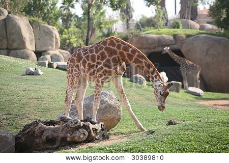 Giraf i biopark