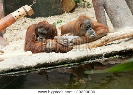 Orangutan Couple