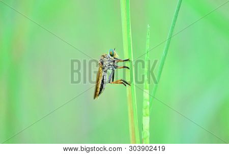 The Asilidae Are The Robber Fly Family, Also Called Assassin Flies. Close Up Detail Of Robber Flies,