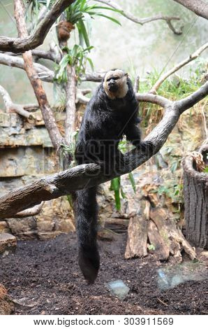 The White-faced Saki (pithecia Pithecia) In Zoo