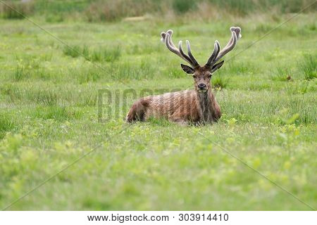 Lying Stag On The Green Meadow. Brown Male Dear In England.