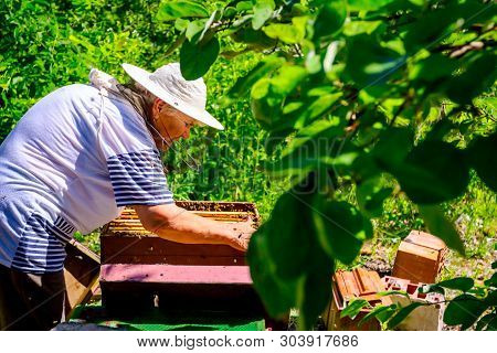 Barehanded Senior Woman, Beekeeper, Is Control Situation In Bee Colony.