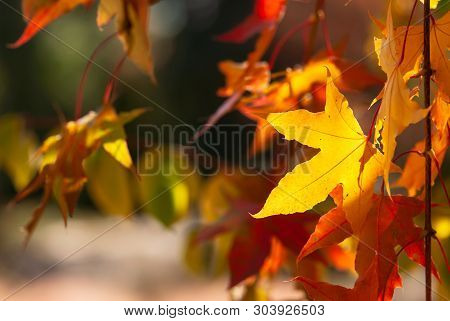 Yellow And Red Maple Leaves Glow In The Sunlight Of A Fall Afternnoon.