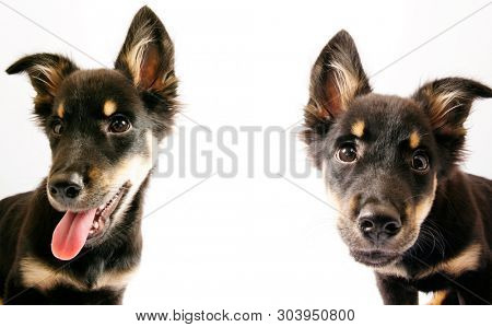 Young black dog on white background