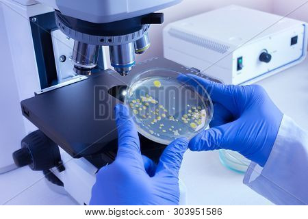 Analysis Of Bacterial Colonies Under A Microscope. Yellow Bacteria In A Petri Dish On The Background
