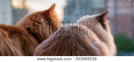 Two Beautiful Domestic Cats Red And White Sit Side By Side On The Balcony At Sunset