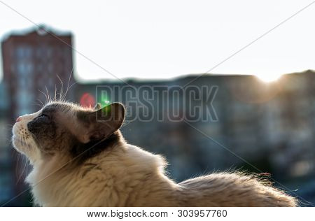 Beautiful Domestic Cat Sitting On The Balcony On The Background Of The Sunset And High-rise Urban Ho