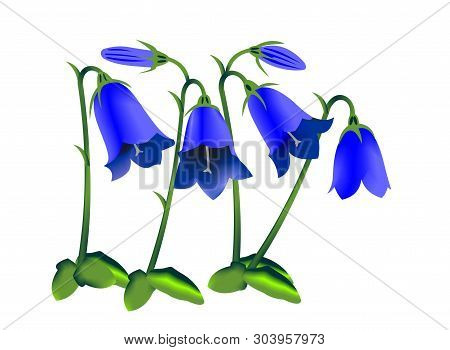 Illustration Of An Earleaf Bellflower, Campanula Cochleariifolia, Isolated On White Background.