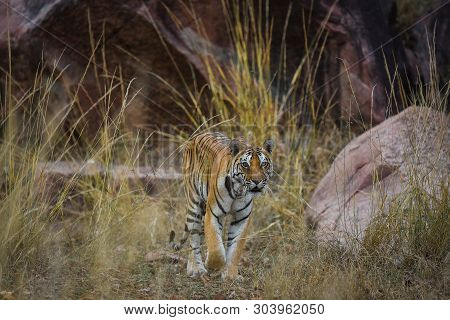 A Royal Bengal Tiger On Stroll For Scent Marking In His Territory. A Head On Shot Of A Pregnant Tigr