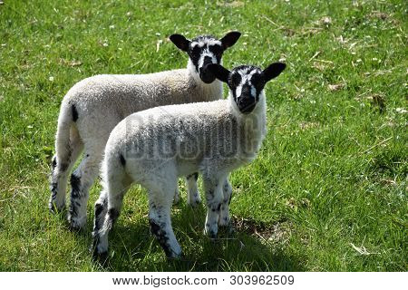 Cute Pair Of Twin Speckled Lambs In A Grassy Field.