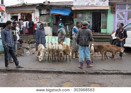 ADDIS ABABA, ETHIOPIA-SEPTEMBER 11, 2017: Unidentified people buy and sell sheep and goats on the street in Addis Ababa, Ethiopia.
