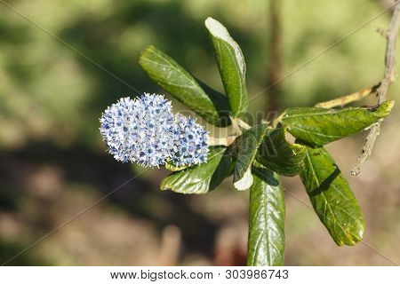 Blue Ceanothus Flowers In A Garden During Spring
