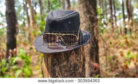 A Hat In A Cut Tree With A Sunglas