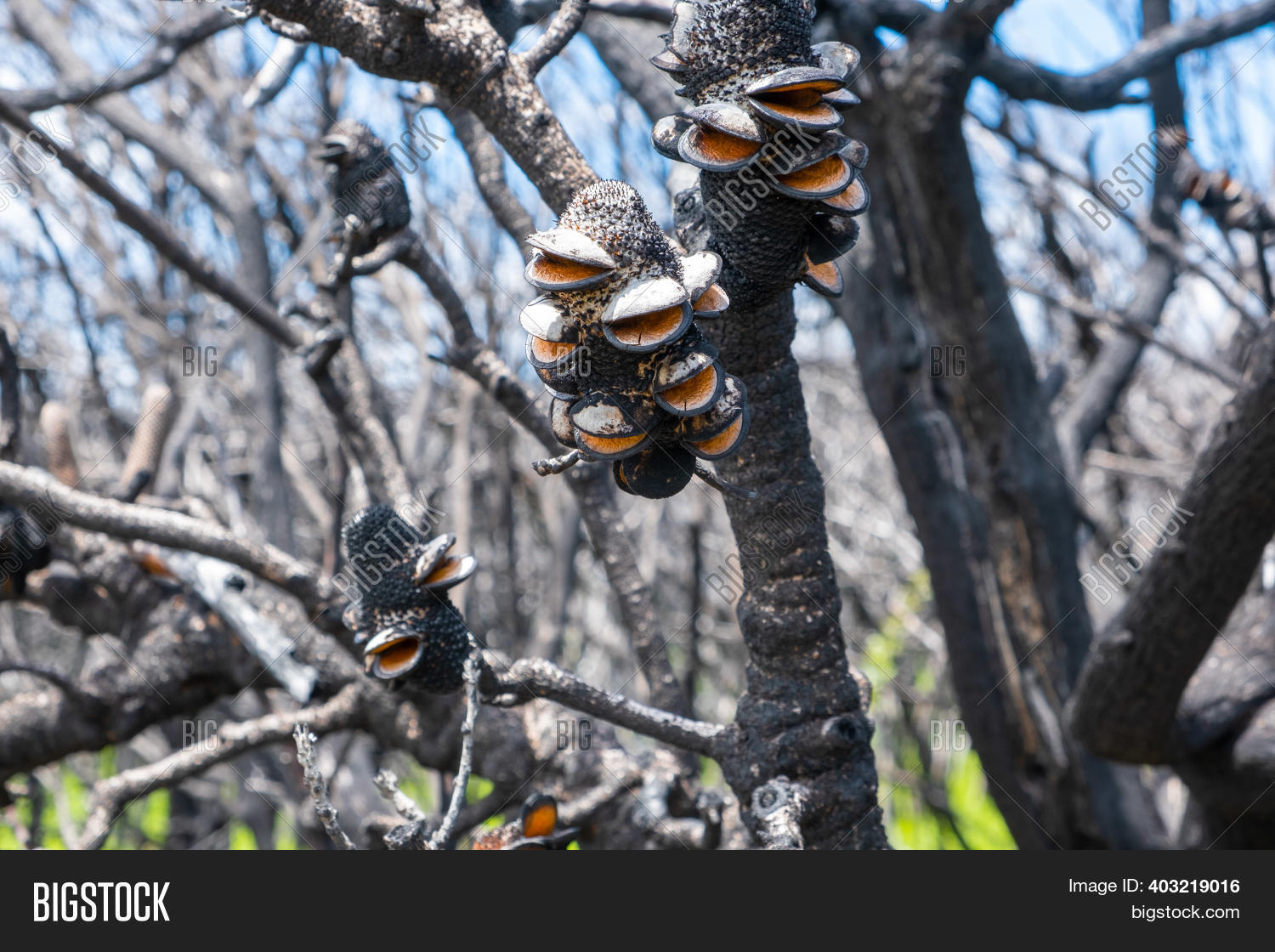 Burned Banksia Cones Image & Photo (Free Trial) Bigstock