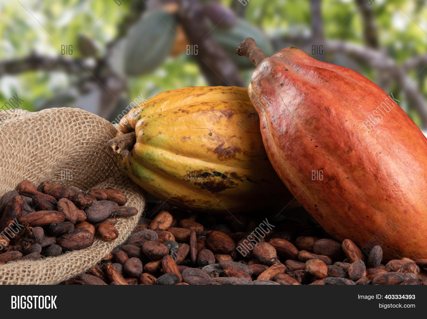 Cocoa Fruit Or Nut at Melinda Carter blog