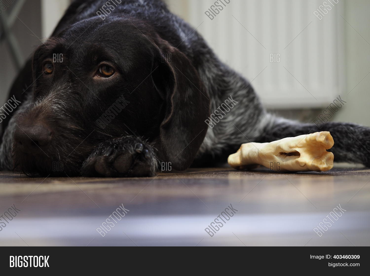 Treat Purebred Hunting Image & Photo (Free Trial) Bigstock