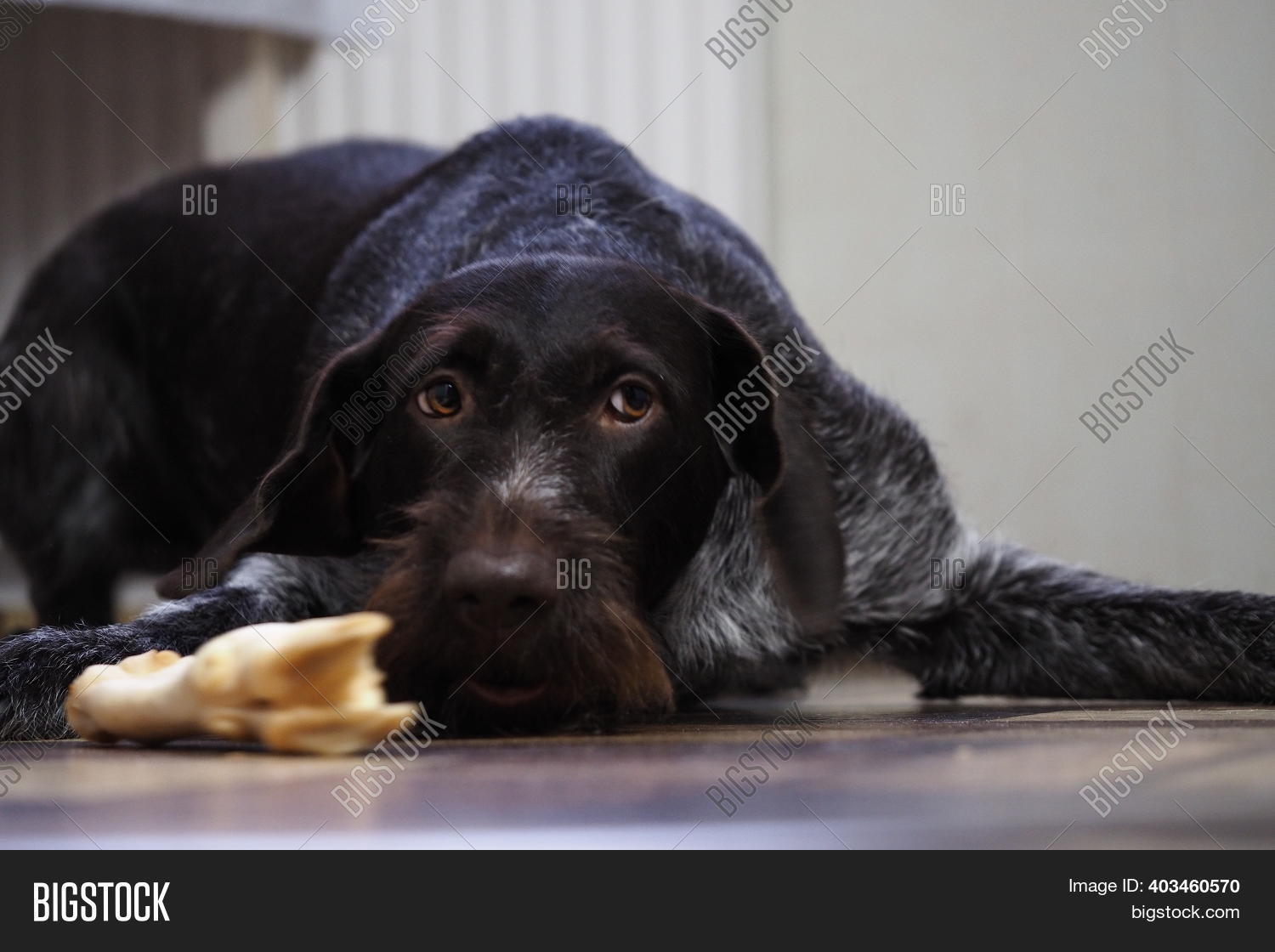 Treat Purebred Hunting Image & Photo (Free Trial) Bigstock
