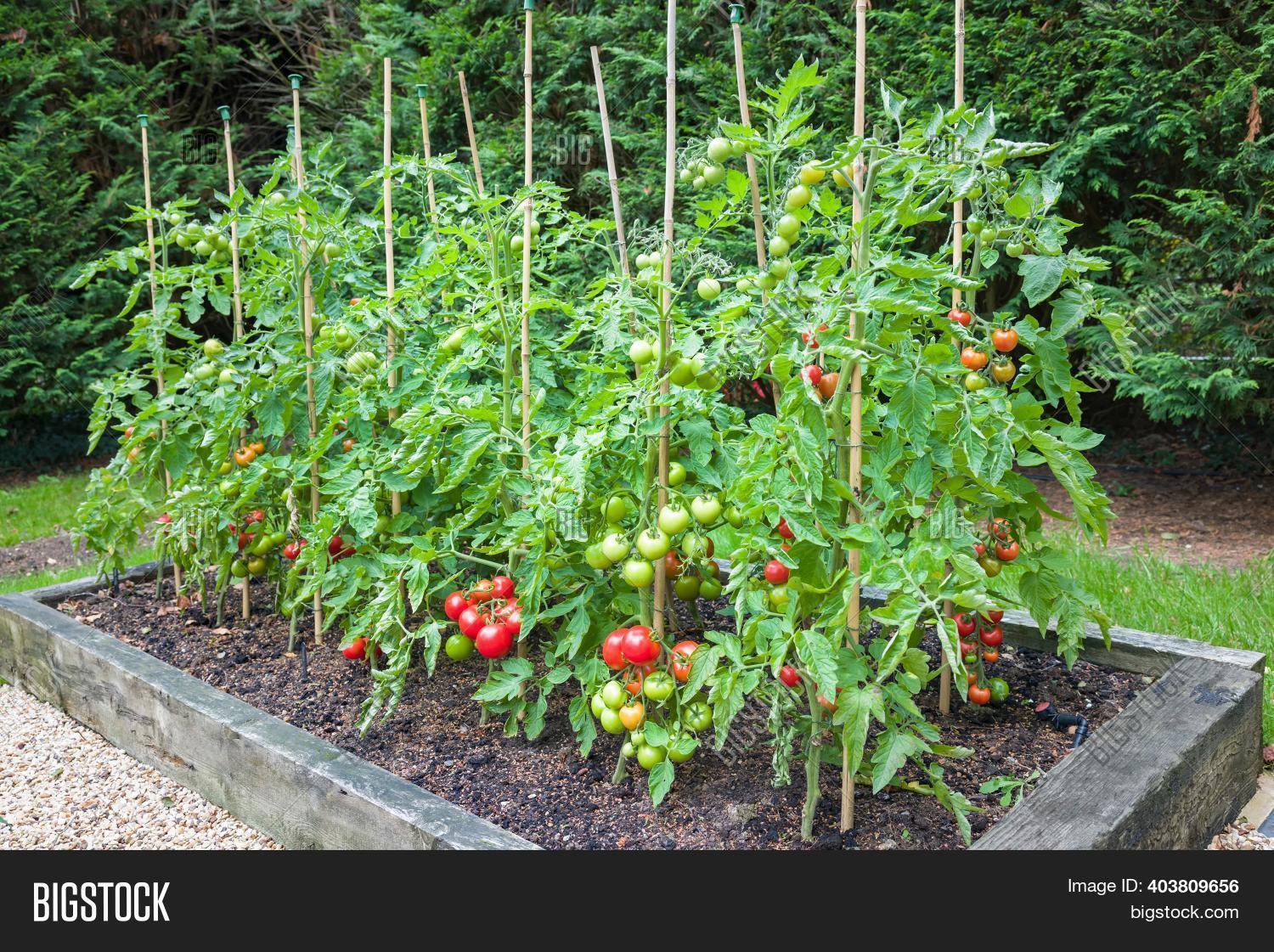 Tomato Plants Ripe Red Image & Photo (Free Trial) | Bigstock