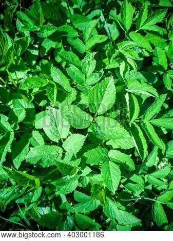 A View Of Meadow Of Aegopodium Podagraria L. From The Apiales Family, Commonly Referred To As Earthe