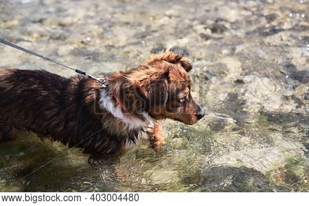 Walk With Half Breed Dog Near Natural Pond. Charming Little Brown And White Dog Mongrel Bathes In Mo