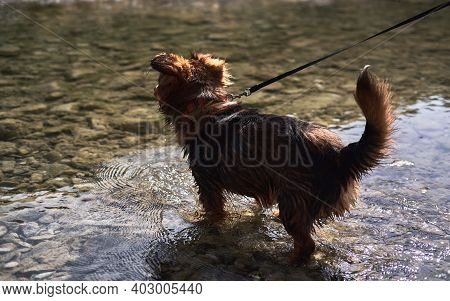 Walk With Half Breed Dog Near Natural Pond. Charming Little Brown And White Dog Mongrel Bathes In Mo