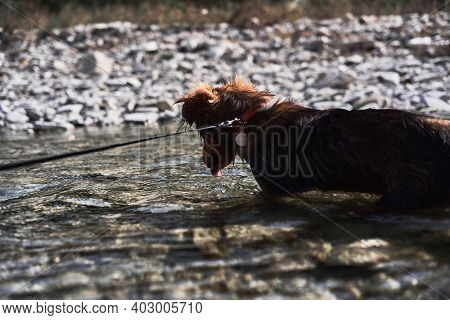 Walk With Half Breed Dog Near Natural Pond. Charming Little Brown And White Dog Mongrel Bathes In Mo