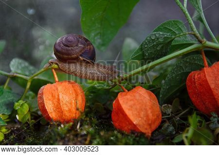 Brown Snail Close-up Crawling On Physalis Branch With Orange Berries And Green Moss Close-up On Blur