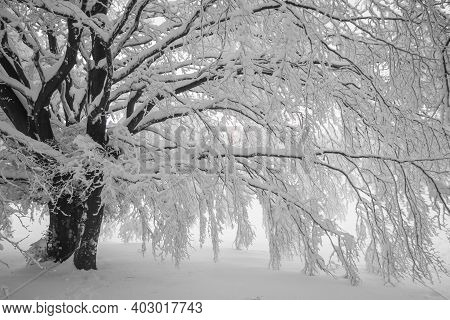 Amazing Winter Landscape Of Park Of Monte Cucco With Many Snow
