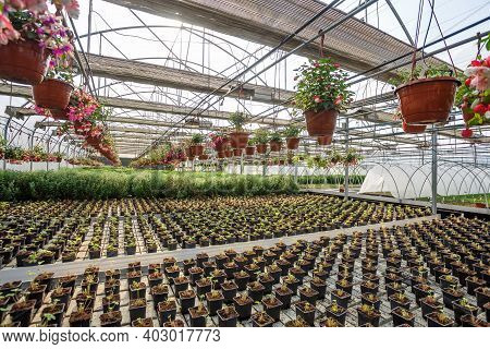 Rows Of Young Flowers In Greenhouse With A Lot Of Indoor Plants On Plantation