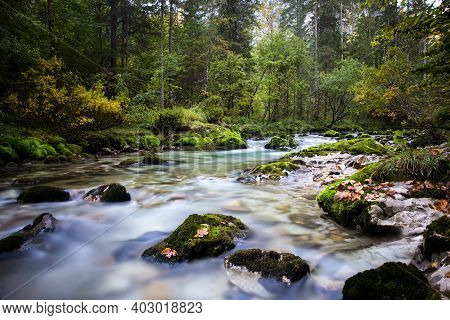Mountain River In Australin Alps. Autumn Forest.