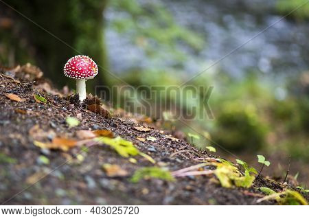 Young White-spotted Red Toadstool, Poisonous And Dangerous