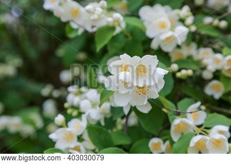 Philadelphus Lewisii, Lewiss Mock-orange, Fragrant White Flowers. High Quality Photo