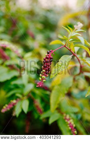 Lakonos American Phytolacca Americana Close-up With Yellow Leaves.