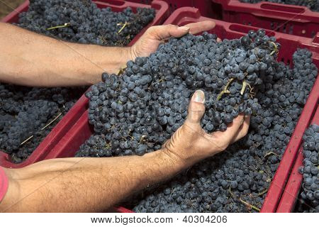 Mani raccolta uva da una scatola rossa