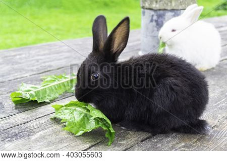Bunny Rabbit Outdoors. Little, Cute Black Rabbit  Sit On Wood Table And Eat Leav In Garden.