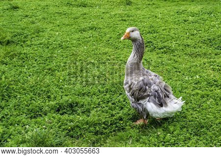 Gray Goose On A Farm In The Village.  A Goose Walks On Young Green Grass In Spring. Place For Text, 