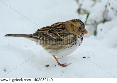 Harris's Sparrow eating sunflower seeds in snow