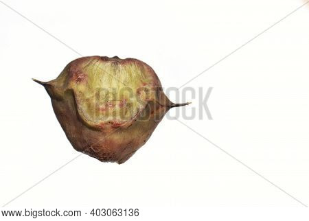 Water Chestnut Or Eleocharis Dulcis Fruit Isolated In White Background With Copy Space For Texts Wri