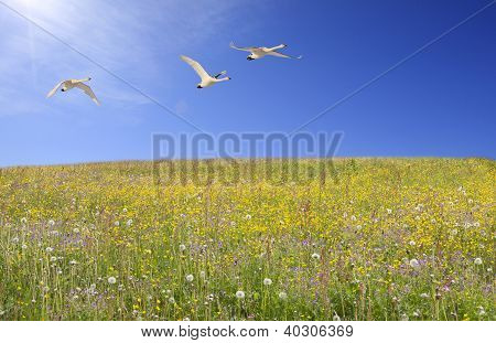 Panorama di fioritura estiva.